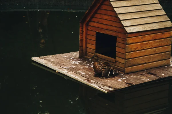Mallard kachna s kachňátko pod křídlem na hnízdící dům plovoucí na rybníku s copyspace. — Stock fotografie
