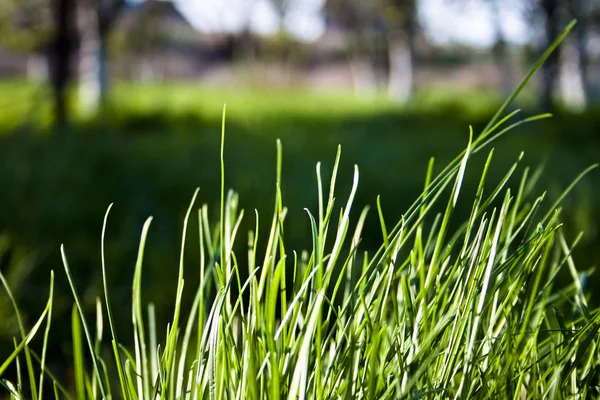 Frühlingsgemüse Auf Dem Rasen — Stockfoto