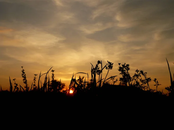 Yaz günbatımı çim ile