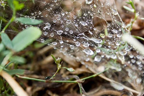 Çimen yol olarak bir bıçak üzerinde sürünerek İzciler
