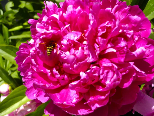 Çiçekli Şakayık arıya