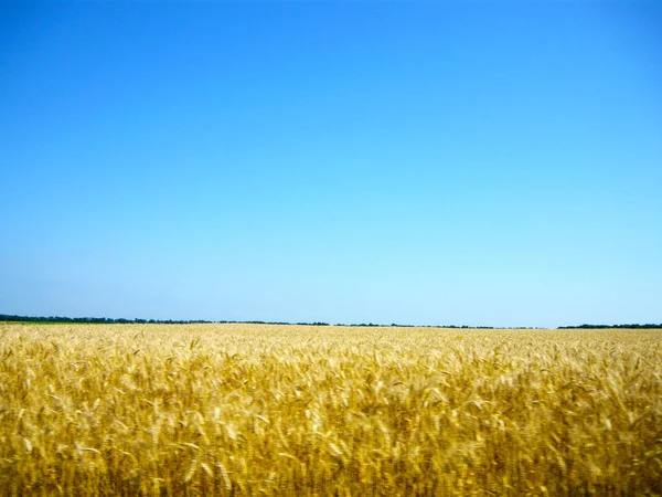 Buğday tarlası ve gökyüzü