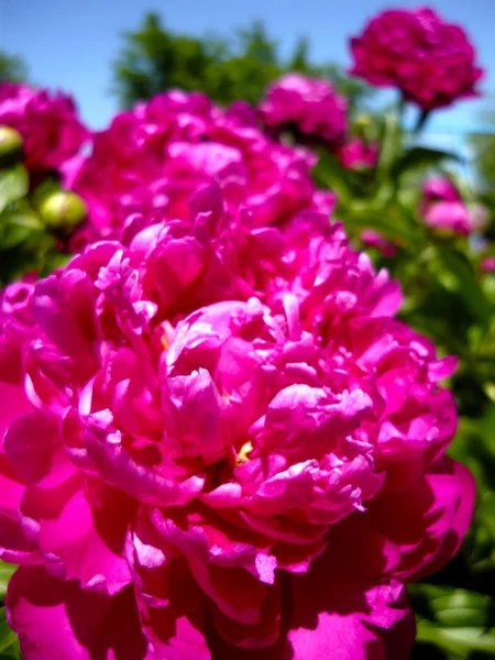 Bahçede çiçek açan şakayıklar