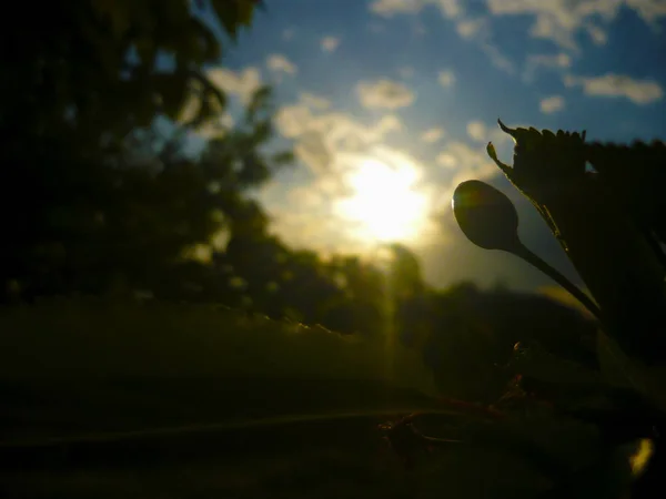 Berry günbatımı arka plan üzerinde