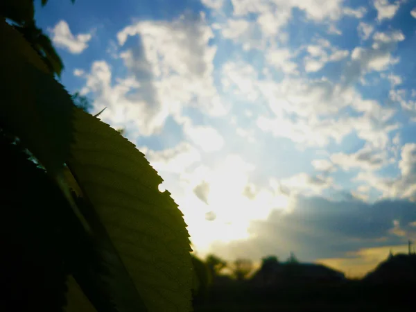 Gökyüzüne karşı yaprak