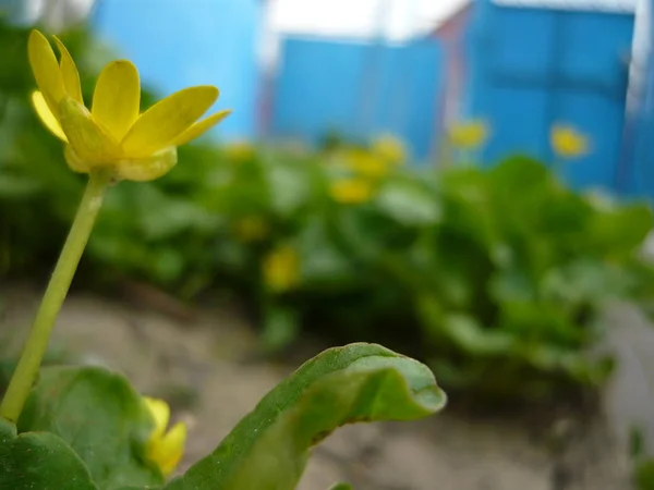 Çiçek dalgalar arkadaşlar