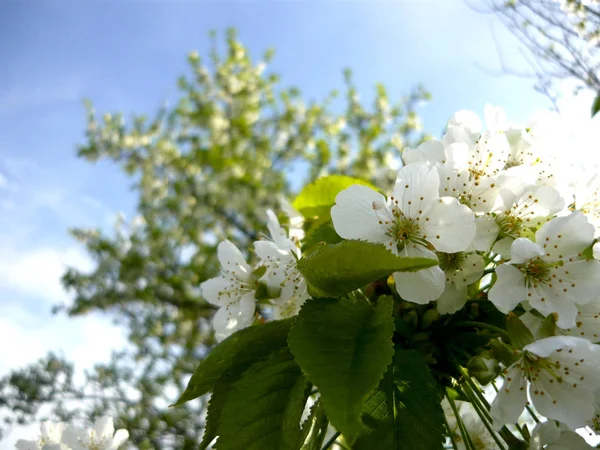 Kiraz kiraz arka plan üzerinde
