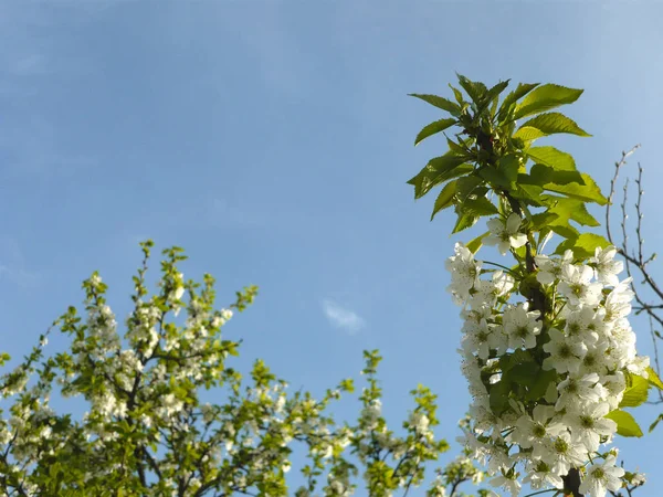 Gökyüzüne karşı çiçek açan ağaçlar