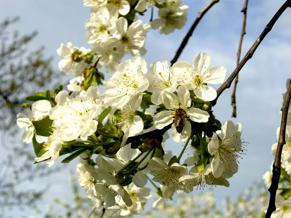 Arı çiçekli ağaç üzerinde