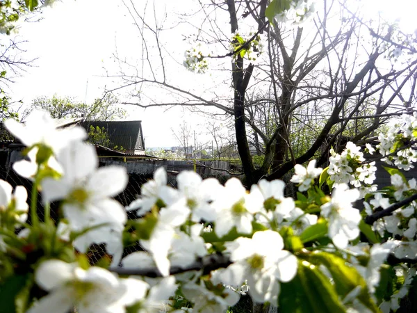 Tatlı kiraz çiçek açması dalı yoldan