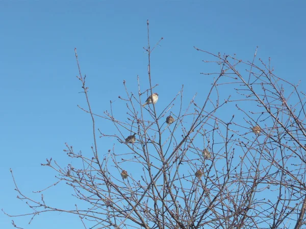 Dallardaki serçeler