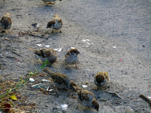 Serçe sürüsü sokakta frolic — Stok fotoğraf