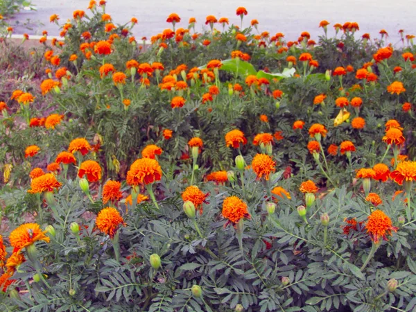 Tagetes patula flower growing on a flower bed — Stock Photo, Image