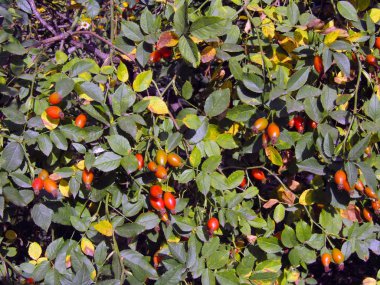 açık havada büyüyen çilek ile kuşburnu çalı. Stok fotoğrafı