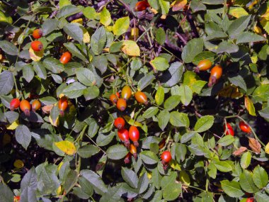 açık havada büyüyen çilek ile kuşburnu çalı. Stok fotoğrafı