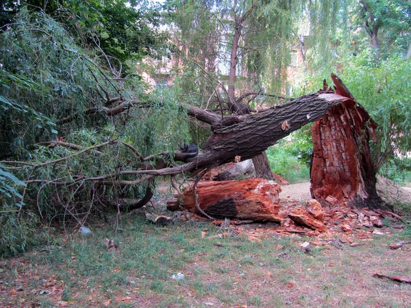 Vieil arbre tombé du vent dans la cour. Photo de stock — Photo