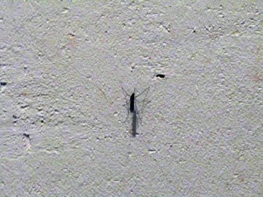 duvarda oturan sivrisinek. Fotoğraf
