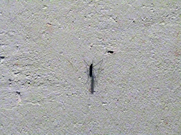 蚊子坐在墙上。照片 — 图库照片