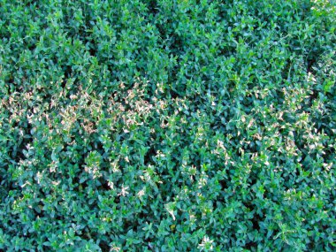 Güneş ışını ile yeşil çim doku. Fotoğraf