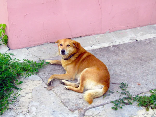 Cute red dog in the yard. photo — Stock Photo, Image