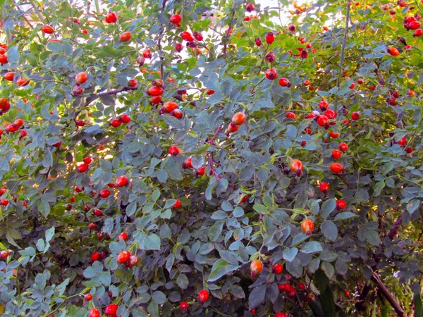 Bagas vermelhas em um arbusto de rosa mosqueta close-up — Fotografia de Stock