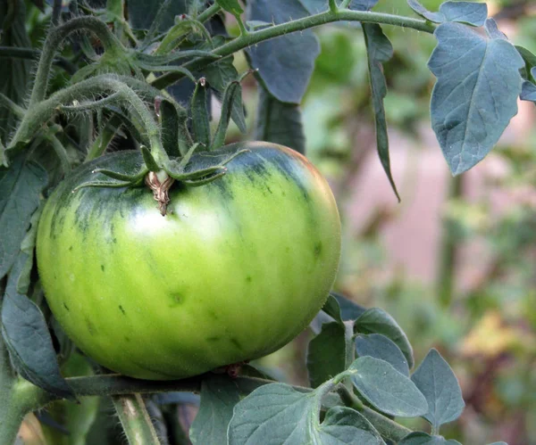 Tomate verde na horta. foto — Fotografia de Stock