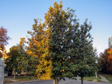 Sokakta yarı aydınlık bir ağaç. fotoğraf
