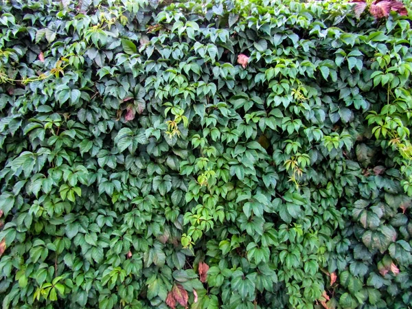 Živý plot zelených listnatých keřů na pozadí. fotografie — Stock fotografie