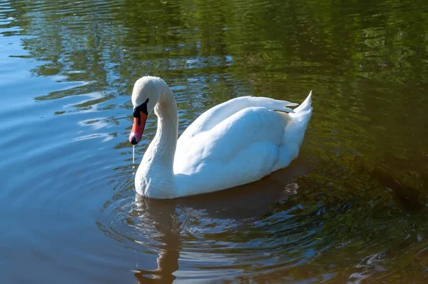 Witte zwaan zwemt in het meer. mooie watervogel. foto — Stockfoto