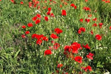 Tarlada kırmızı haşhaş çiçekleri. Doğa