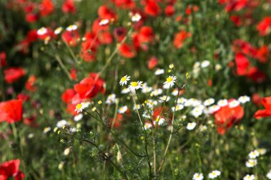Tarlada kırmızı haşhaş çiçekleri. Doğa