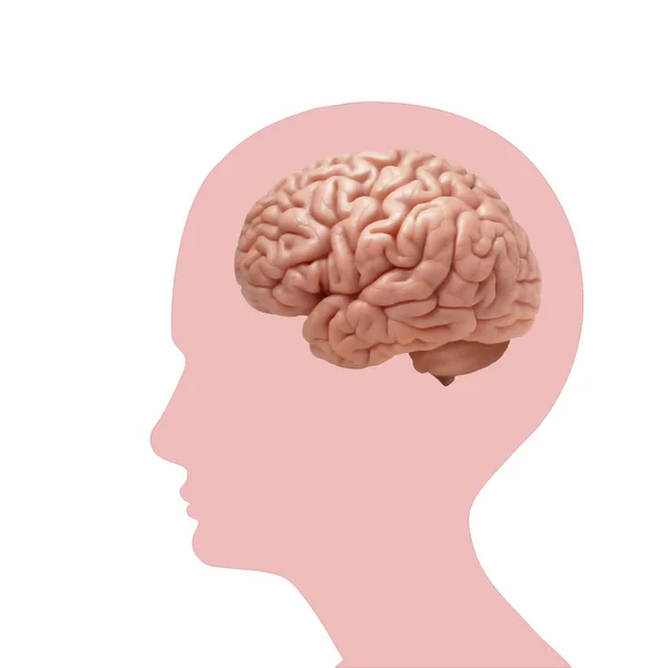 Фон Человеческого Мозга Иллюстрация — стоковое фото