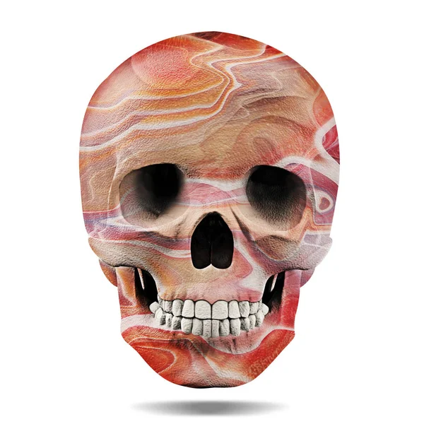 두개골 일러스트 — 스톡 사진