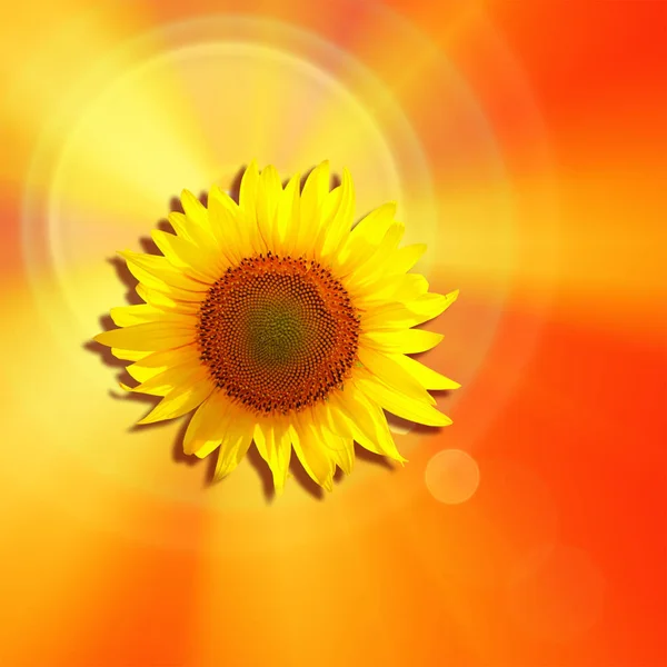 Piękne Tło Słonecznik Żółty Tekstura — Zdjęcie stockowe