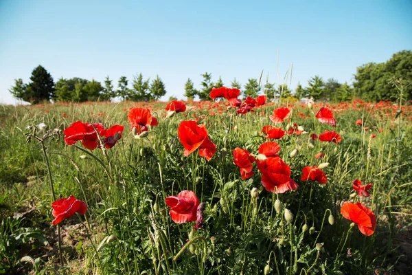 Poli Jsou Červené Květy Přírody — Stock fotografie