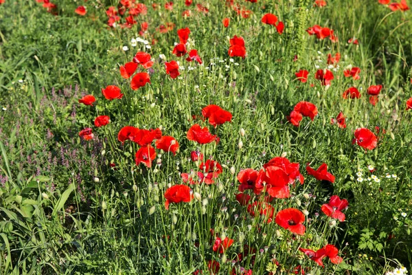 Tarlada kırmızı haşhaş çiçekleri. Doğa