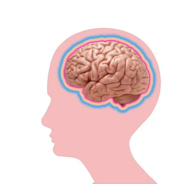 Fondo Del Cerebro Humano Ilustración —  Fotos de Stock