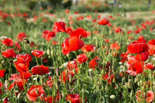 Röd Vallmo Blommor Fältet Natur — Stockfoto