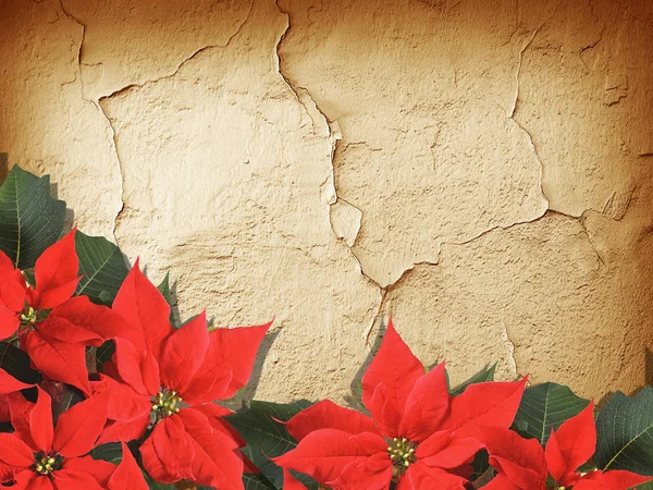 Kerstmis Poinsettia Achtergrond Textuur — Stockfoto