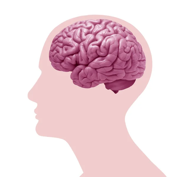 Hintergrund Des Menschlichen Gehirns Illustration — Stockfoto