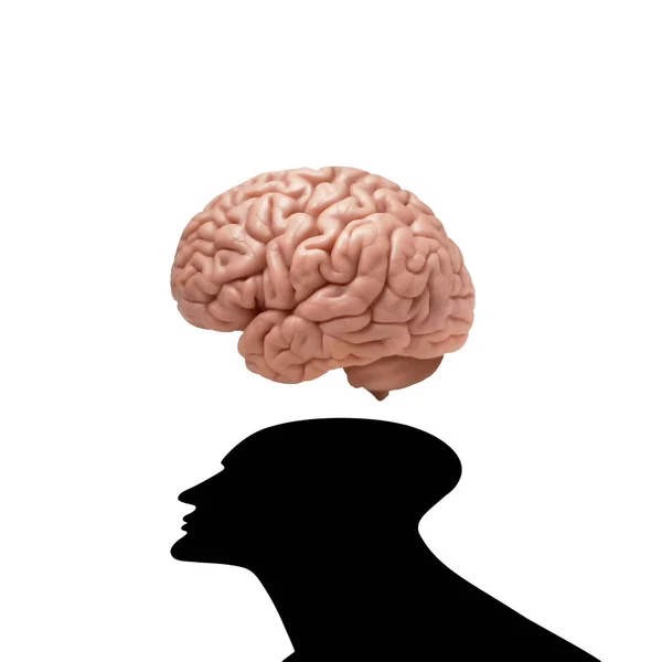 Fondo Del Cerebro Humano Ilustración — Foto de Stock