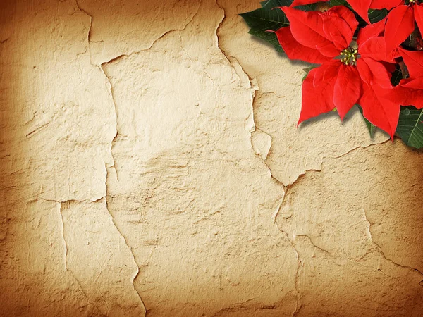 クリスマスポインセチア花古い壁の背景 テクスチャ — ストック写真