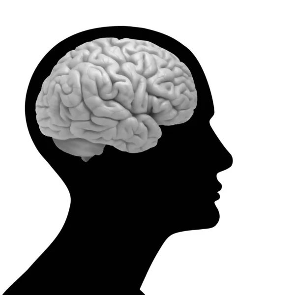 Human Brain Background Illustration — Stock Photo, Image