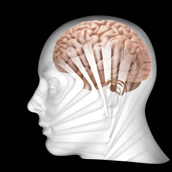 Фон Человеческого Мозга Иллюстрация — стоковое фото