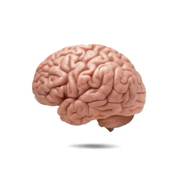 Human Brain Background Illustration — Stock Photo, Image