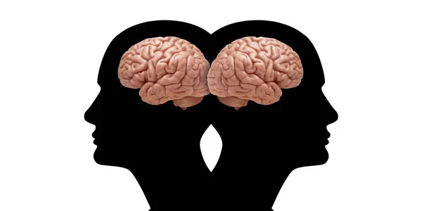 Menselijke Hoofden Met Hersenen Witte Achtergrond — Stockfoto