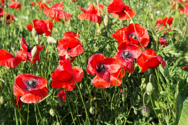 Röd Vallmo Blommor Fältet Natur — Stockfoto