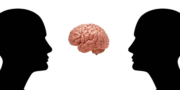 Human Heads Brain White Background — Stock Photo, Image