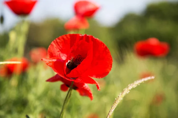 Röd Vallmo Blommor Fältet Natur — Stockfoto