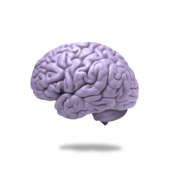 Human Brain Background Illustration — Stock Photo, Image